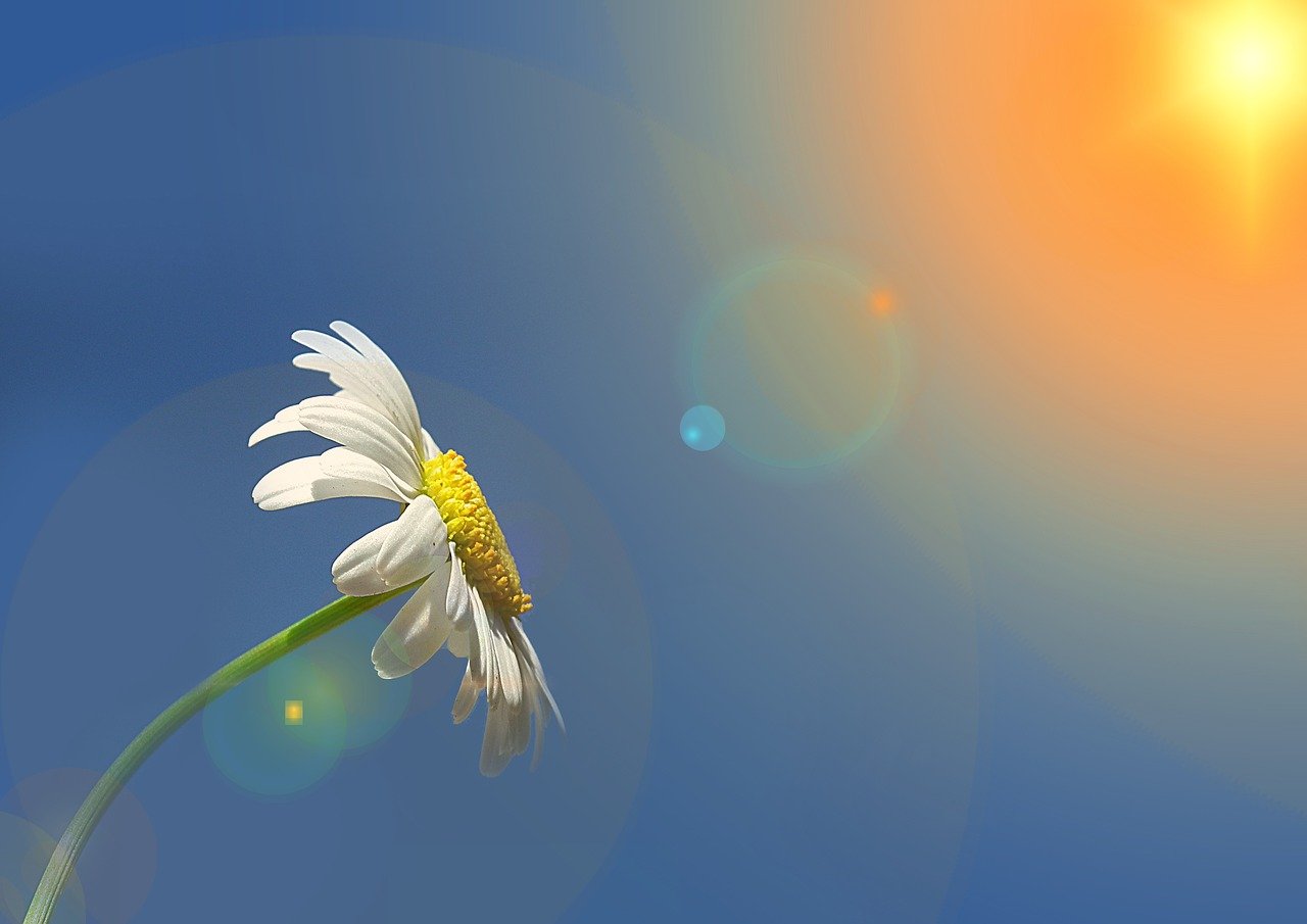 a single white flower sitting on top of a green stem, by Jan Rustem, trending on pixabay, minimalism, sunbeams. digital illustration, chamomile, relaxed. blue background, golden sunlight