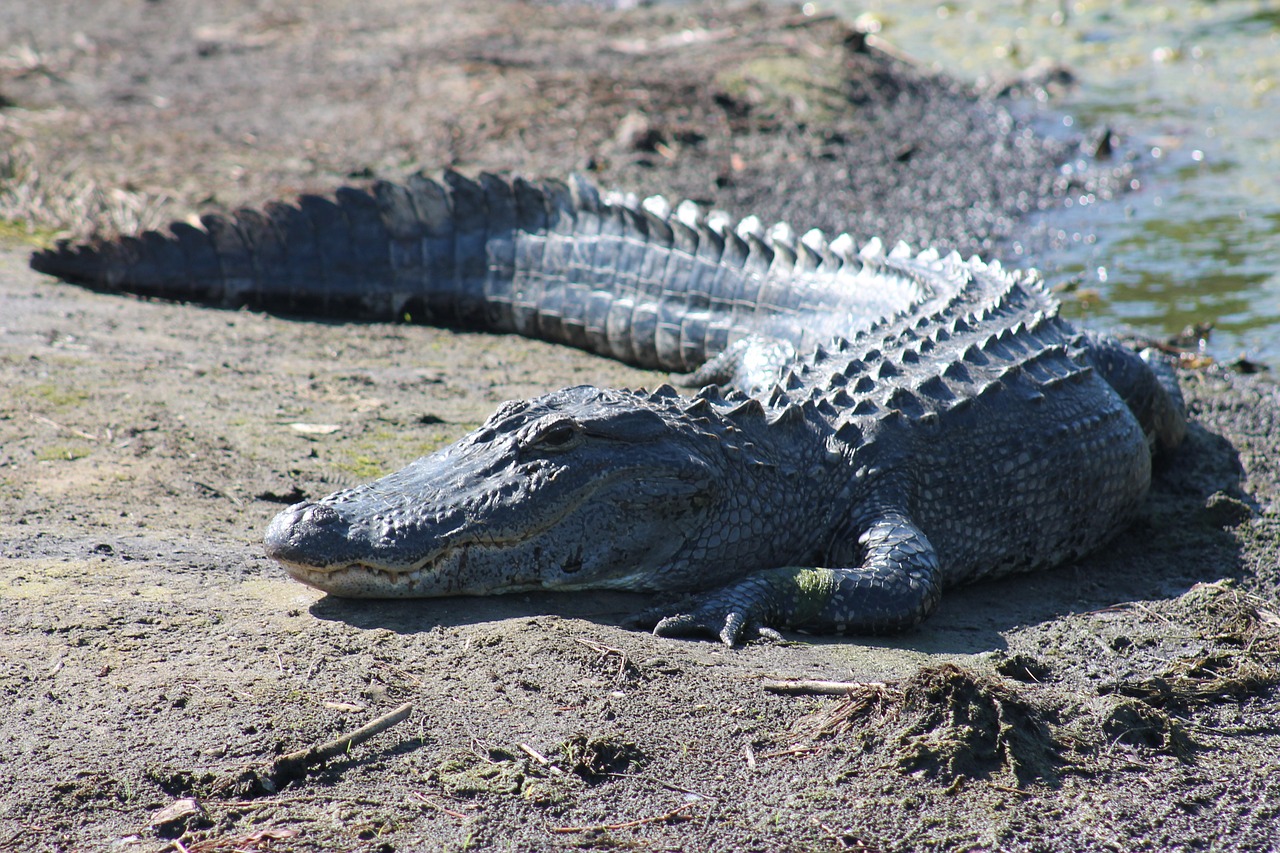 a large alligator laying on the ground next to a body of water, a portrait, by Lorraine Fox, hurufiyya, in the sun, shot in canon, perfect detail, marsh