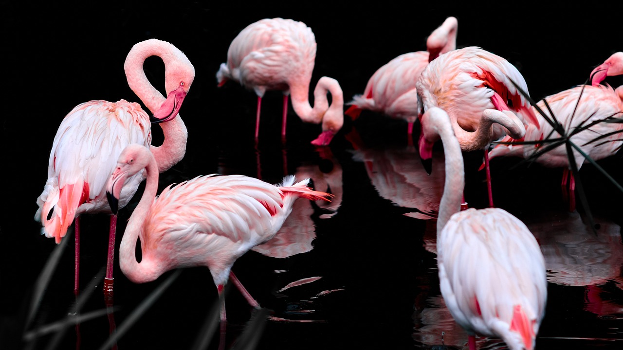 a group of flamingos that are standing in the water, a photorealistic painting, by Hans Schwarz, pixabay, art photography, black background hyperrealism, 🦩🪐🐞👩🏻🦳, frans lanting, beauty shot