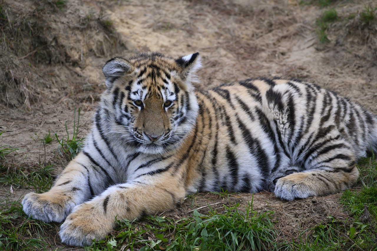 a tiger that is laying down in the grass, a portrait, flickr, cub, 7 2 0 p, azimov, family photo