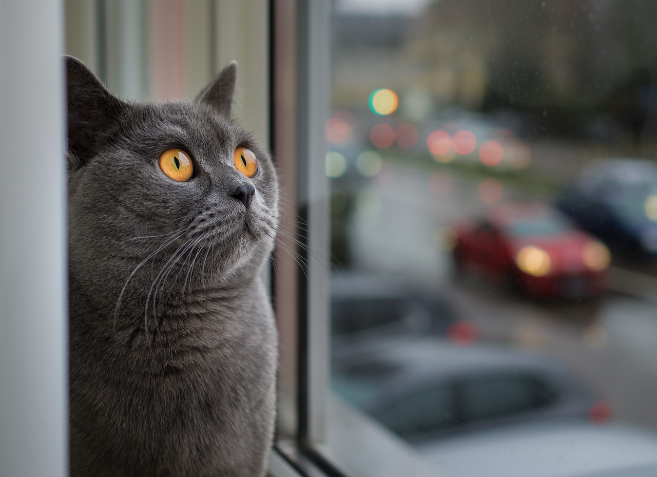 a close up of a cat looking out a window, a picture, by Jakob Gauermann, shutterstock, watching night streets, gray skies, scandinavian, dressed in a gray