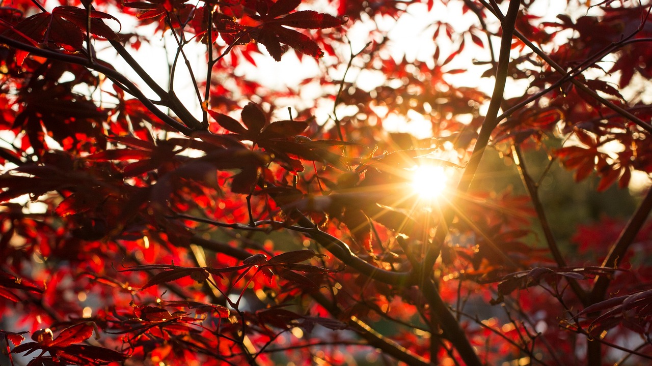 the sun shines through the leaves of a tree, inspired by Sesshū Tōyō, pexels, crimson red aura, floral sunset, autum garden, brightly lit!