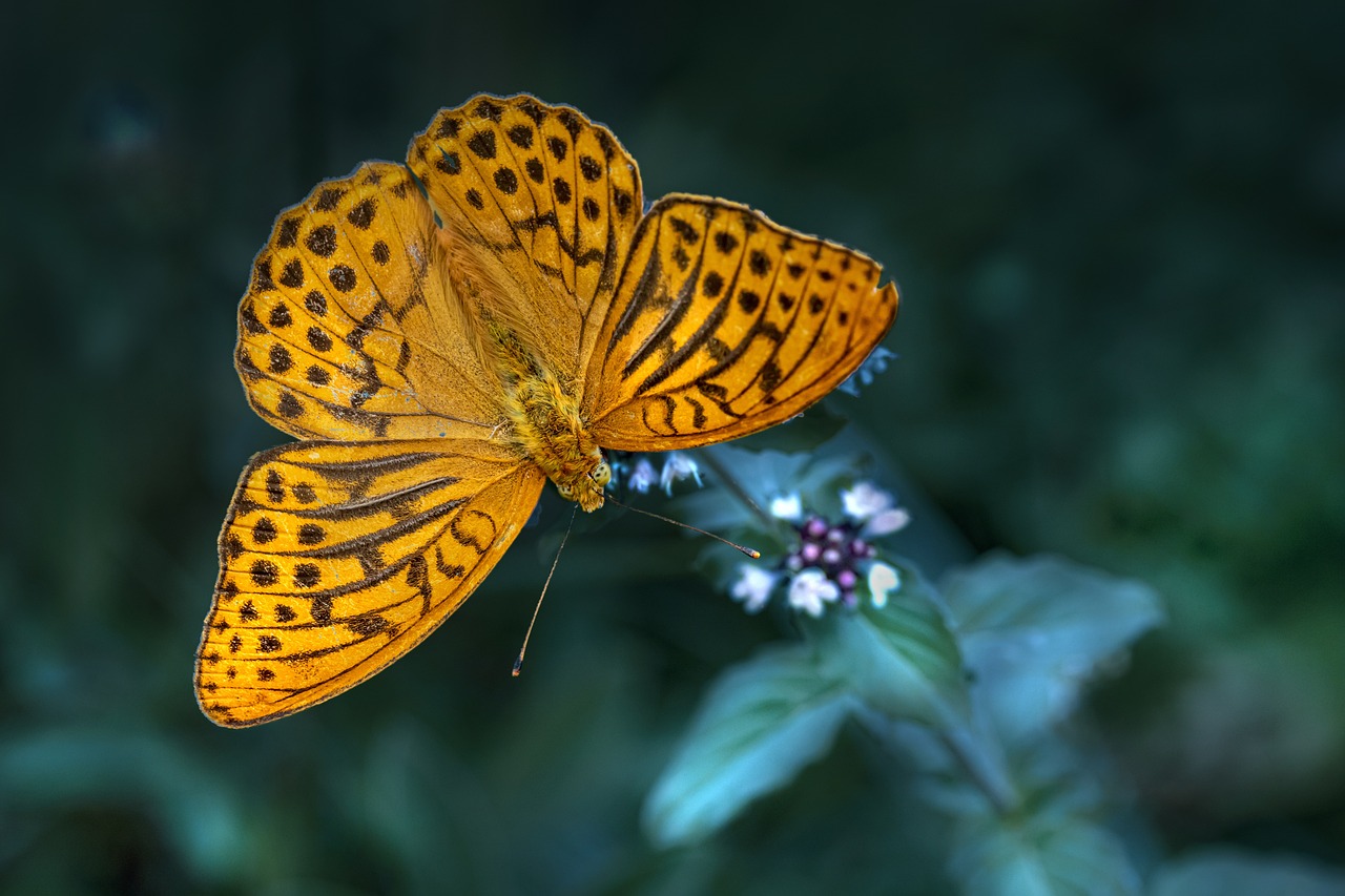 a close up of a butterfly on a flower, by Brian Thomas, pixabay contest winner, hurufiyya, 8 intricate golden tenticles, speckled, doing an elegant pose, butterfly squid