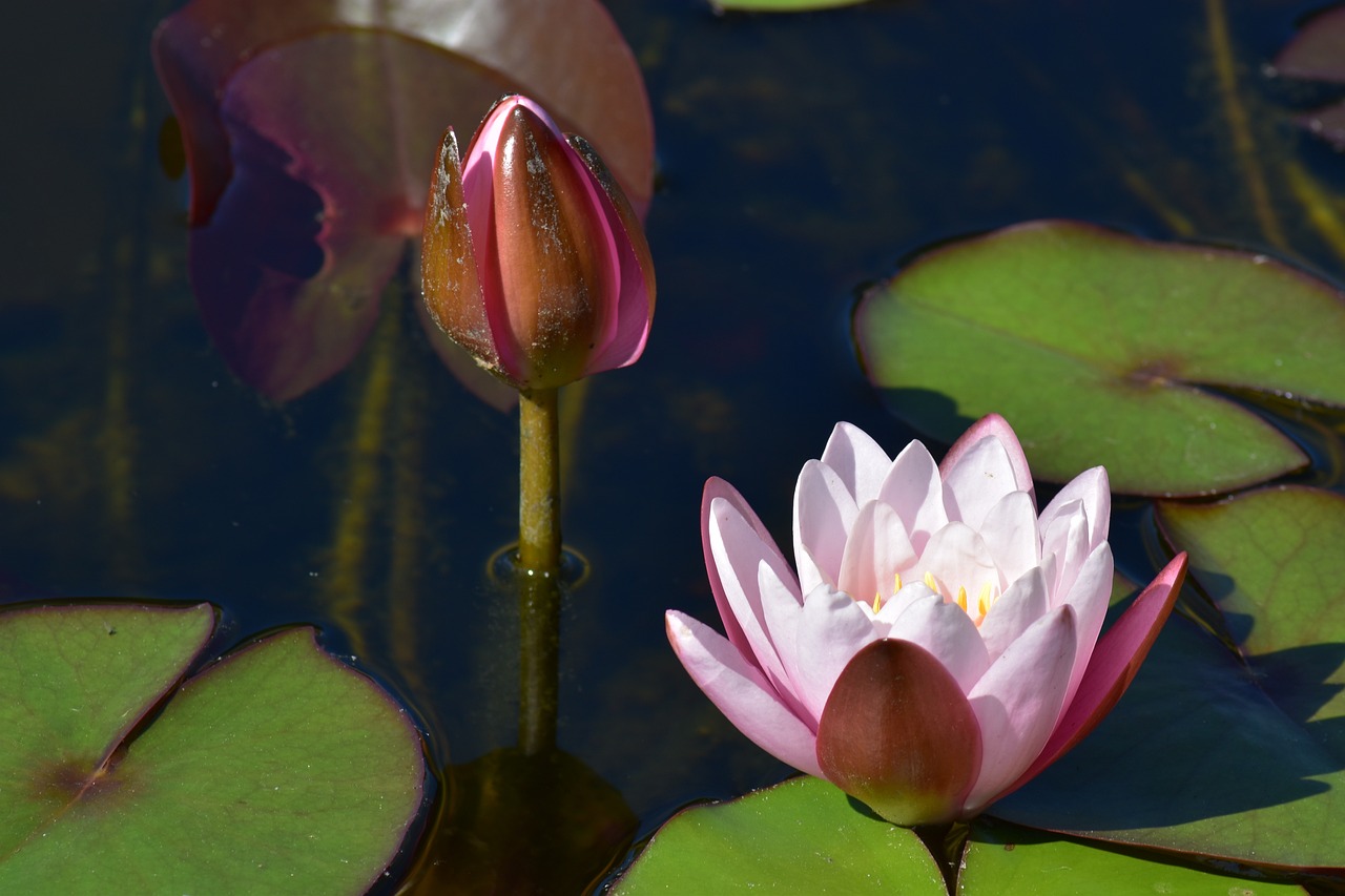 a close up of a flower in a body of water, a picture, by Juergen von Huendeberg, shutterstock, pond with frogs and lilypads, soft light 4 k in pink, stock photo, ultrafine detail ”