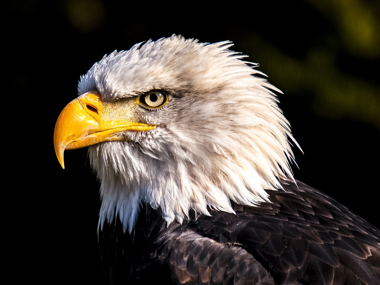 a close up of a bald eagle with a black background, by Jan Rustem, hard morning light, avatar image, closeup photo