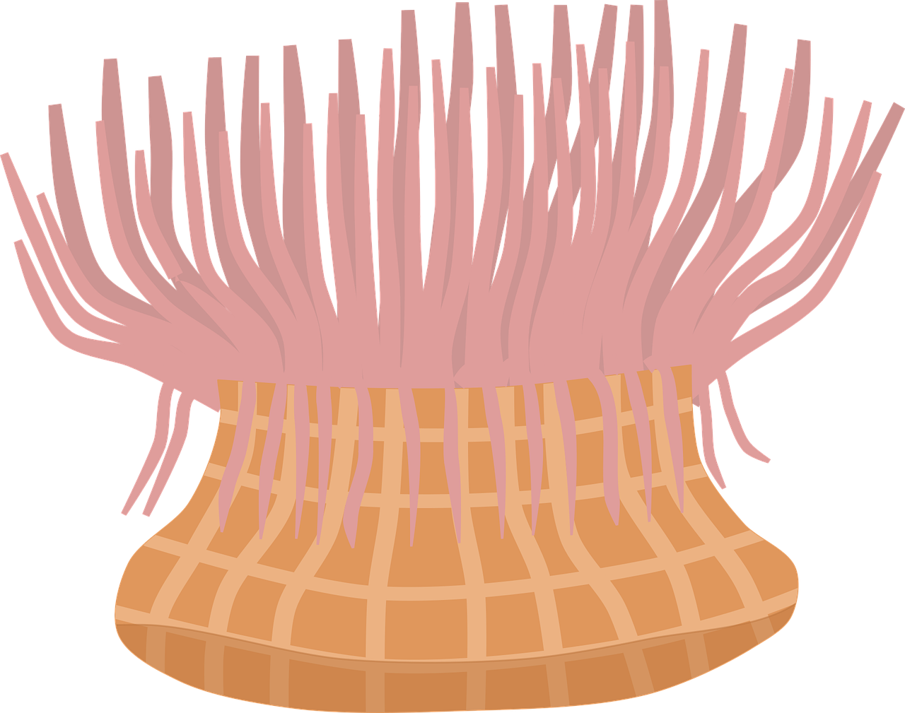 a pink sea anemone on a black background, a digital rendering, inspired by Shunbaisai Hokuei, straw hat, on clear background, checkered spiked hair, spaghetti