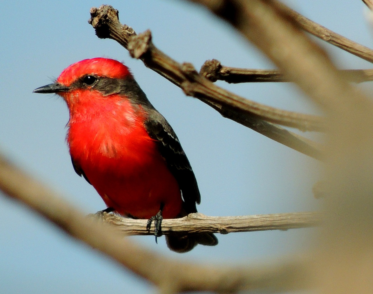 a red and black bird sitting on top of a tree branch, by Roy Newell, flickr, hurufiyya, photograph credit: ap, bright red, beautiful man, swift