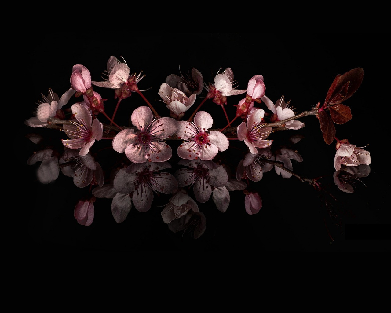 a group of pink flowers sitting on top of a black surface, a still life, inspired by Itō Jakuchū, hyperrealism, mirrored, cherry blosom trees, intricate art photography, david kassan