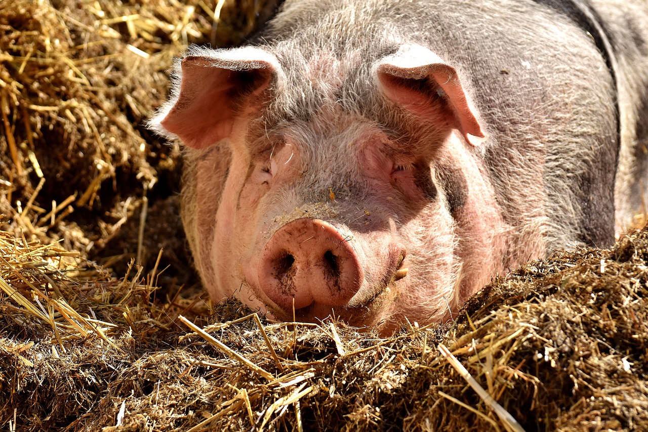 a pig that is laying down in some hay, baroque, close - up photo, high res photo