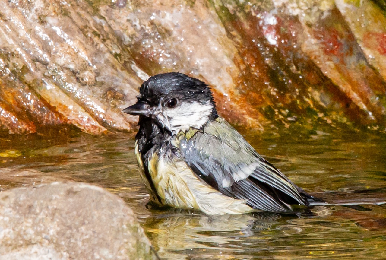 a bird that is sitting in some water, by Dietmar Damerau, flickr, bauhaus, bathing in a waterfall, very very well detailed image, wet reflections in square eyes, hi res