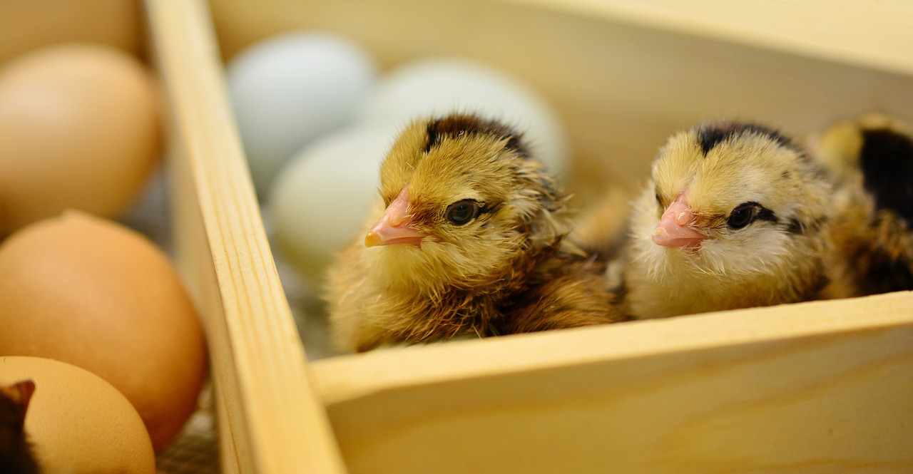 two chicks sitting in a wooden box next to eggs, by Dietmar Damerau, flickr, bottom angle, iowa, 2 0 1 0 photo, sigma 1.6