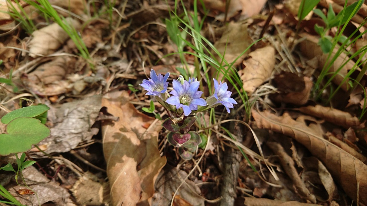 a small blue flower growing out of the ground, by Robert Brackman, hurufiyya, early spring, southern wildflowers, mid 2 0's female, gills