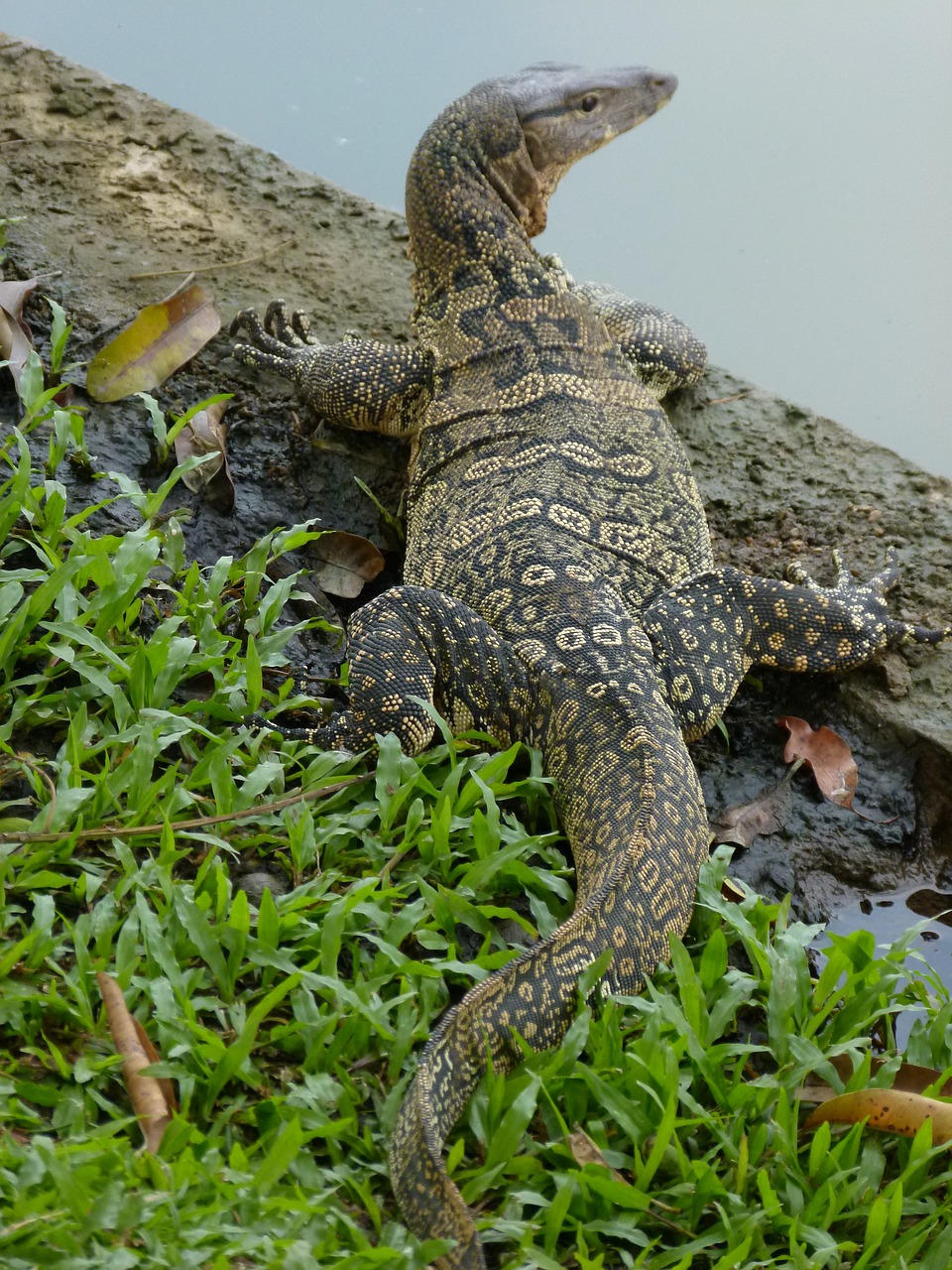 a large lizard sitting on top of a lush green field, flickr, sumatraism, bangkok, bumpy mottled skin, in marijuanas gardens, crawling on the ground