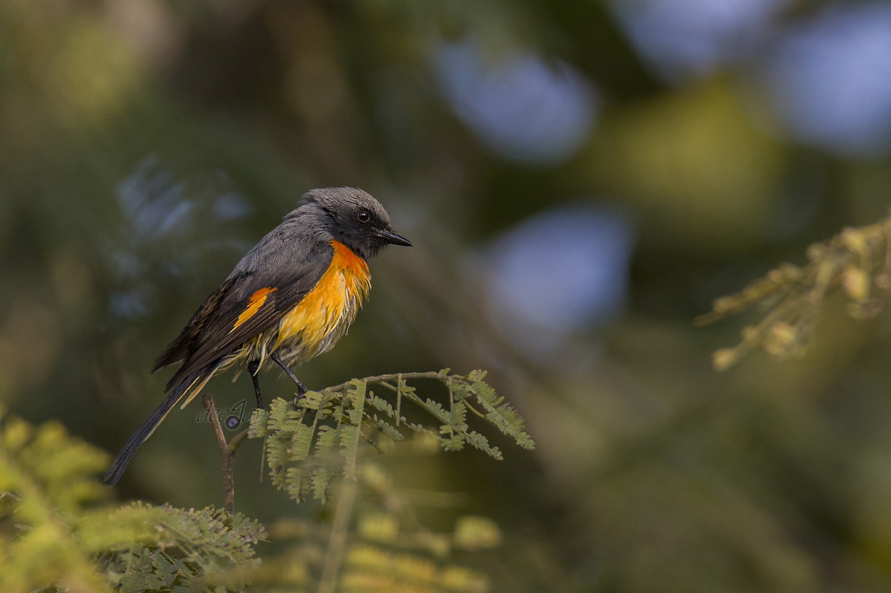 a small bird sitting on top of a tree branch, a pastel, hurufiyya, orange and black, kahikatea, telephoto, victor antonov