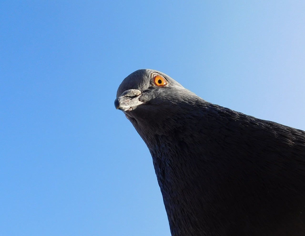 a close up of a pigeon against a blue sky, a picture, photorealism, worm\'s eye view, with glowing yellow eyes, very sharp photo
