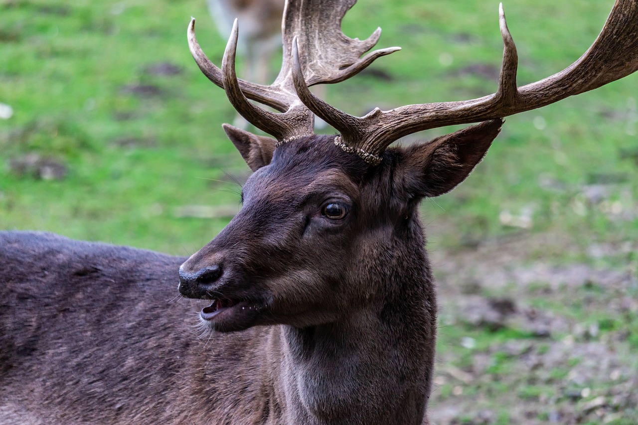 a close up of a deer with antlers on it's head, a portrait, museum quality photo, happy with his mouth open, very sharp photo