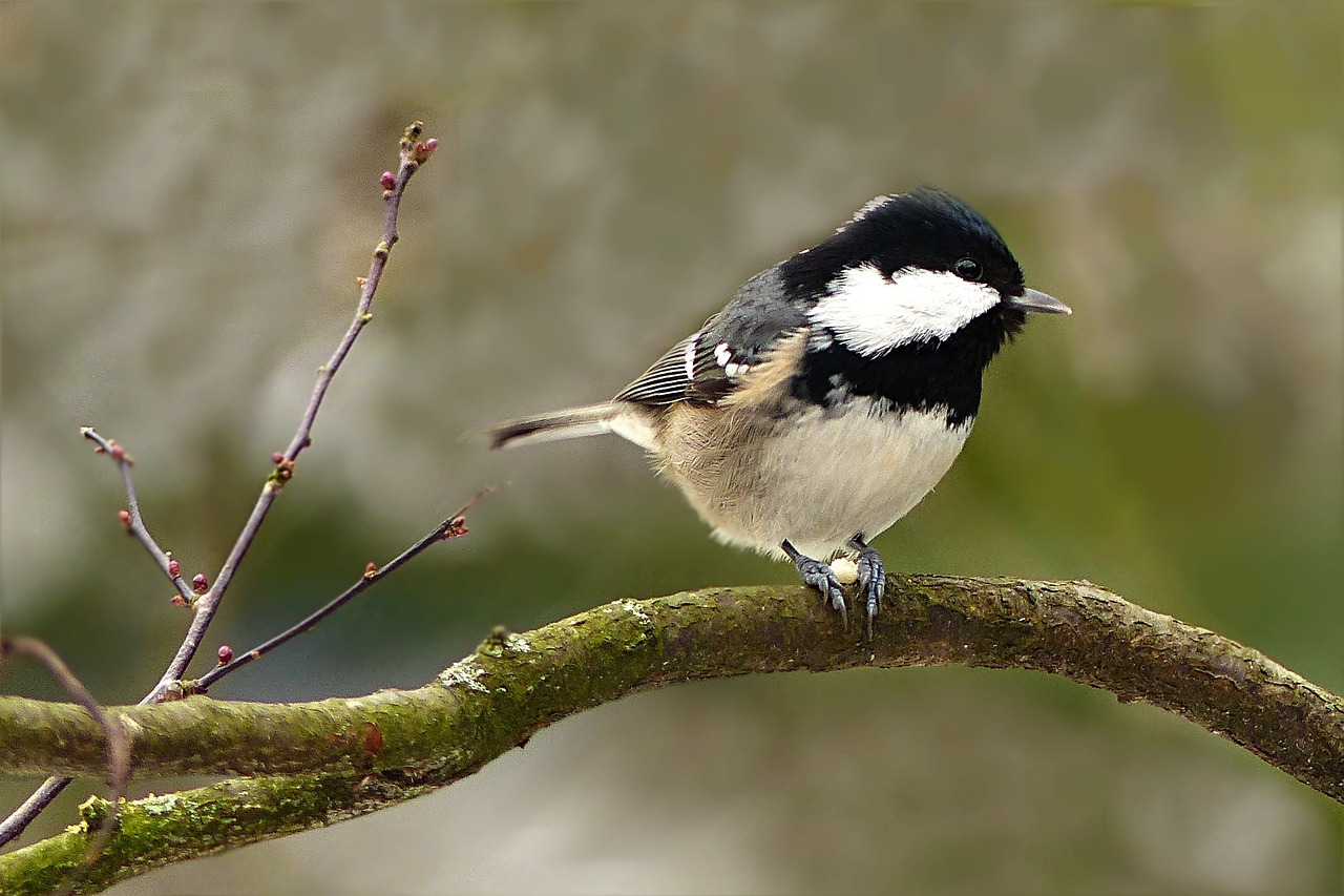 a small black and white bird perched on a branch, by Josef Mánes, trending on pixabay, arabesque, fluffy'', avatar image, highly realistic photo, various posed