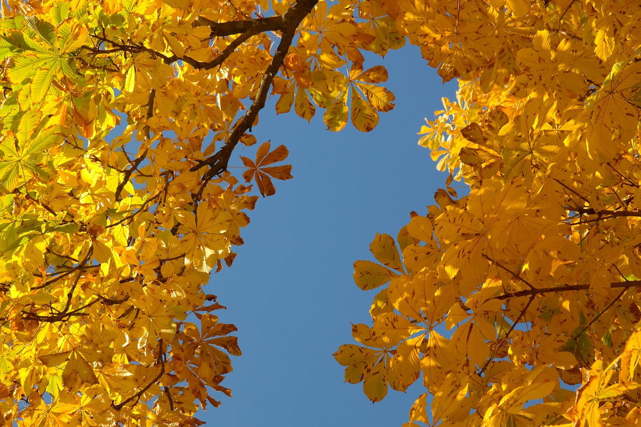 a close up of a tree with yellow leaves, a photo, art nouveau, sky blue, closeup photo