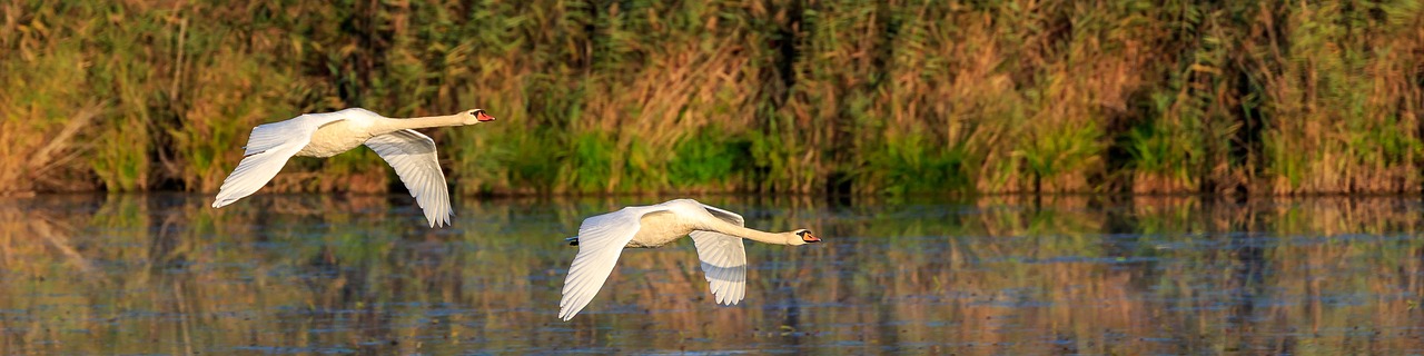 two white birds flying over a body of water, a photo, by Egbert van der Poel, pixabay, swan, at golden hour, marsh, princess