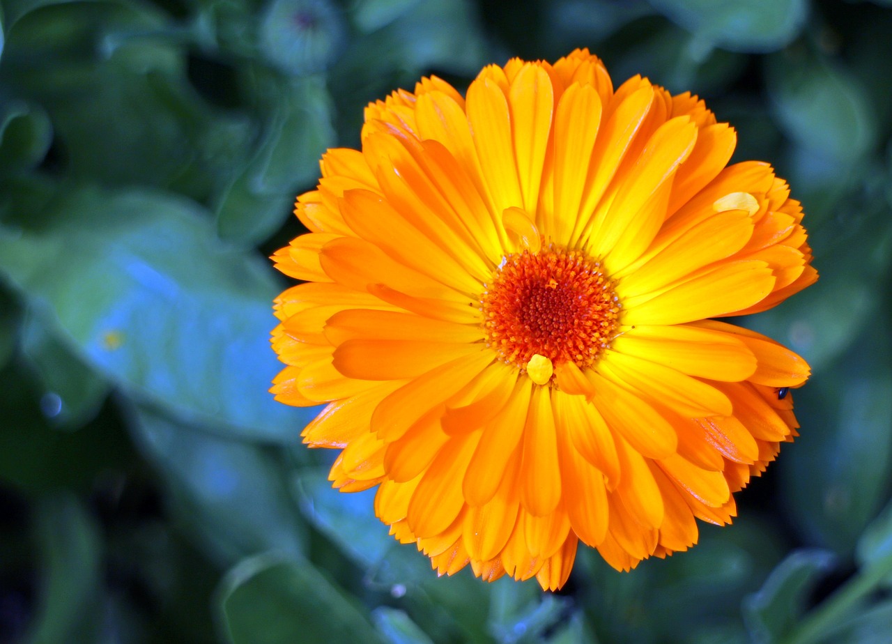 an orange flower with green leaves in the background, a picture, by Jan Rustem, yellow radiant magic, strong blue and orange colors, marigold background, rendered image