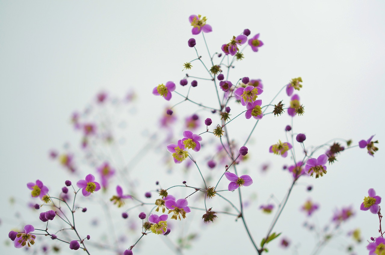 a close up of a bunch of purple flowers, a picture, by Mei Qing, minimalism, gypsophila, pink yellow flowers, fine delicate structure, reaching for the sky