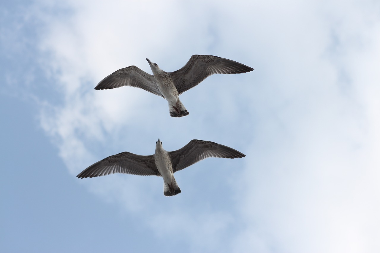 a couple of birds that are flying in the sky, a picture, by Hans Schwarz, shutterstock, 3/4 view from below, the photo was taken from a boat, bird legs, stock photo