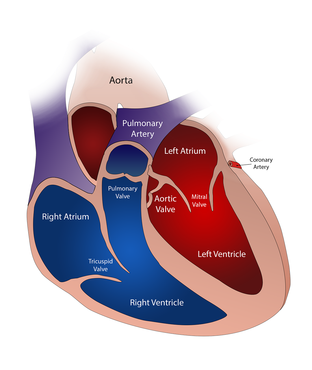 a diagram of the human heart showing the right atrium, left atrium, left ventricle, right ventricle, right ventricle, shutterstock, with a black dark background, detailed vector, high detail illustration, very coherent image