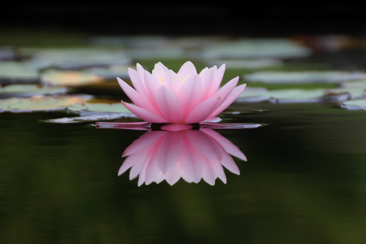 a pink flower floating on top of a body of water, a picture, by Shen Quan, shutterstock, hurufiyya, sitting in a reflective pool, lily, 2 0 2 2 photo, stock photo