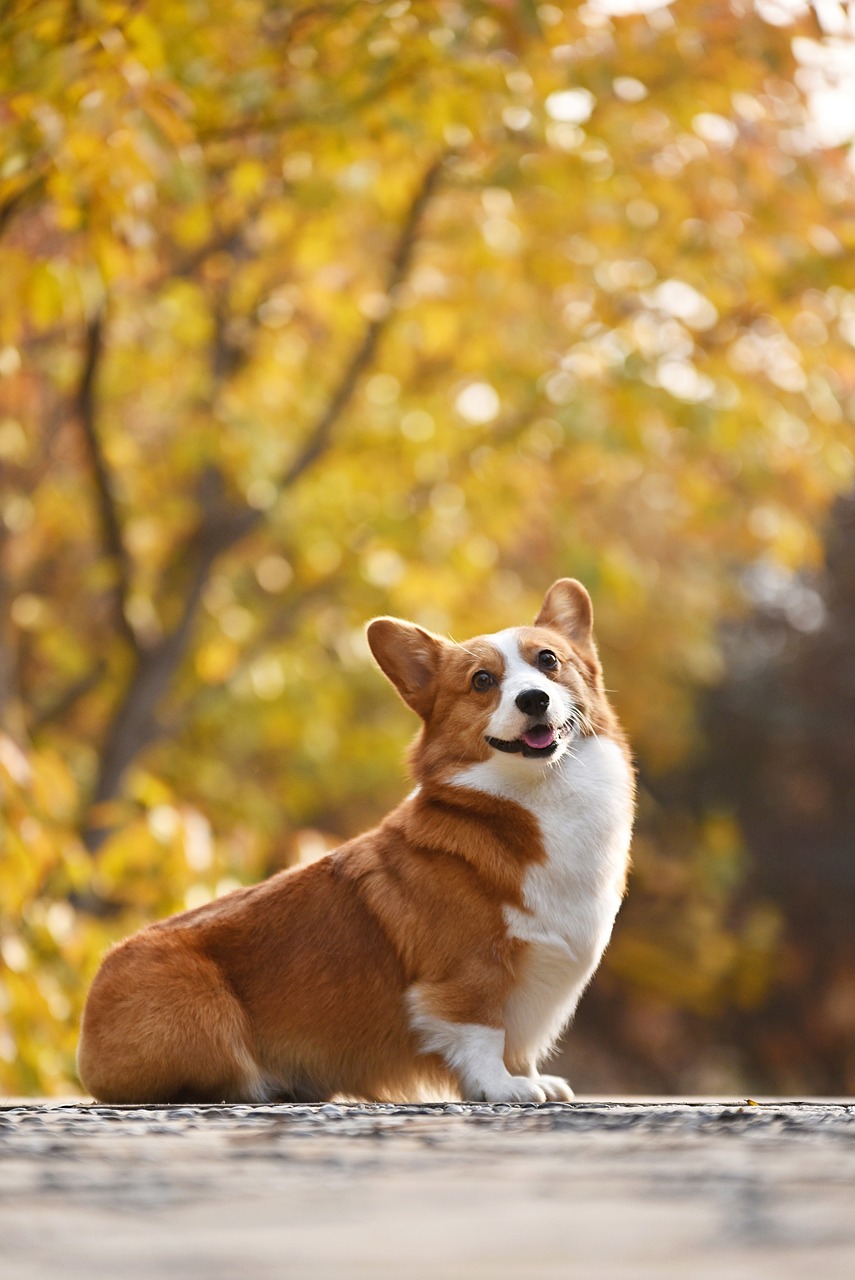 a brown and white dog sitting next to a tree, a portrait, by Julia Pishtar, shutterstock, corgi cosmonaut, soft autumn sunlight, ( dog ) jumps over hill, big chin