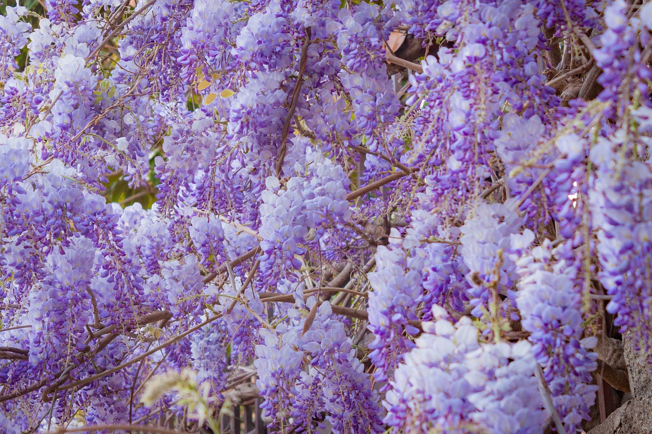 a bunch of purple flowers growing on a tree, sōsaku hanga, canon 5 d 5 0 mm lens kodachrome, cascading, sweet acacia trees, beautiful creature