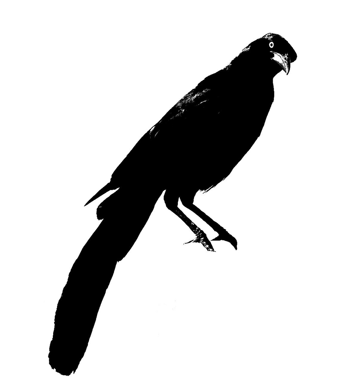 a black bird sitting on a branch of a tree, an illustration of, pixabay, hurufiyya, side view of a gaunt, indian ink, parrot, ultra high contrast