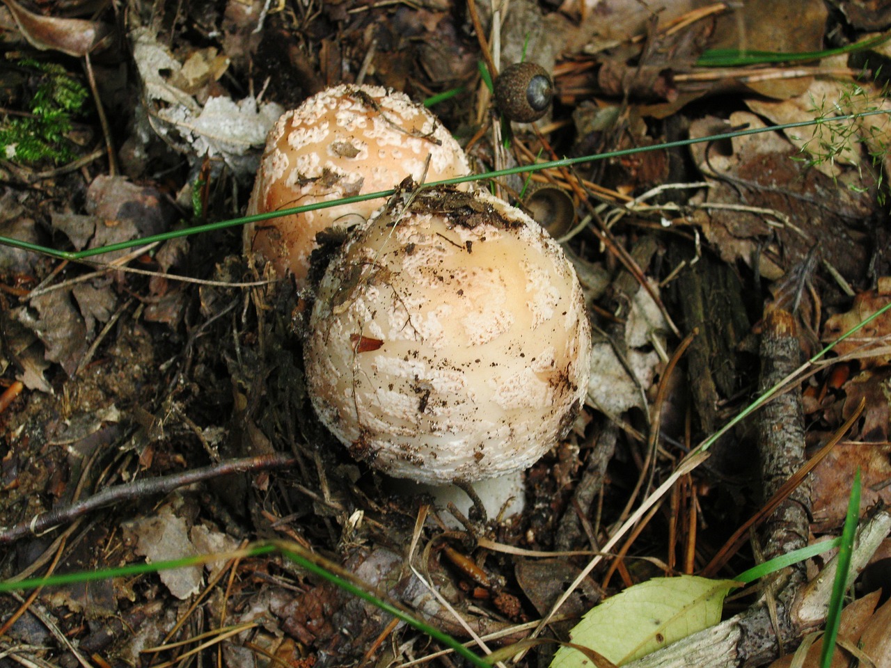 a couple of mushrooms that are on the ground, flickr, vanitas, dragon eggs, very pale, broadshouldered, 3 4 5 3 1