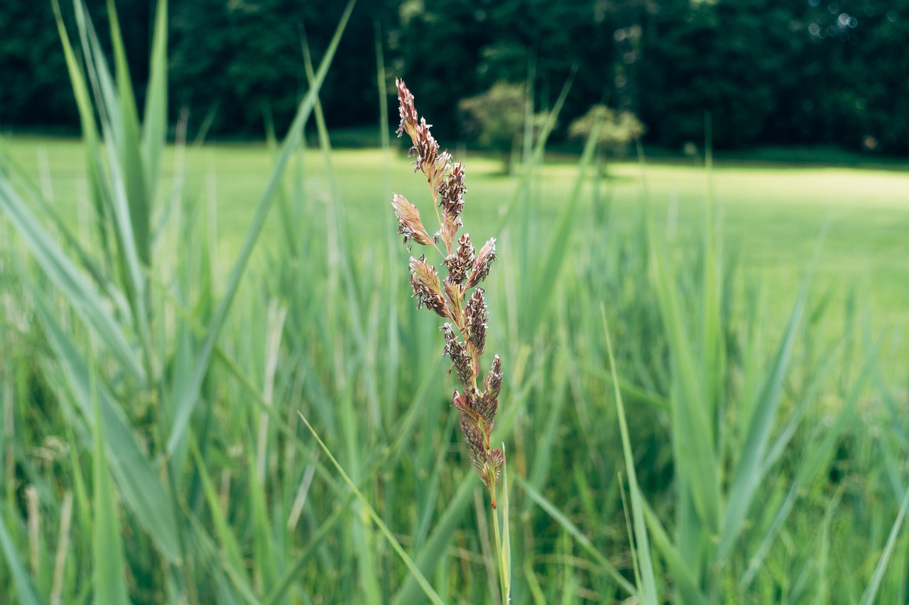 a close up of some tall grass in a field, a macro photograph, hurufiyya, warts, overgrown with thick orchids, green fields in the background, scorpion tail