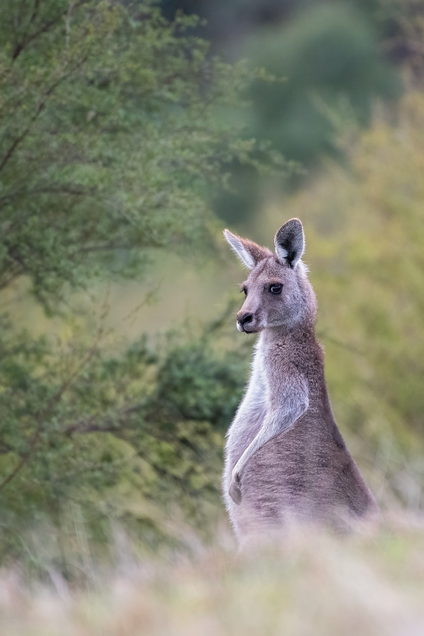 a kangaroo that is standing in the grass, fine art, telephoto shot, looking distracted, over the shoulder shot, australian bush