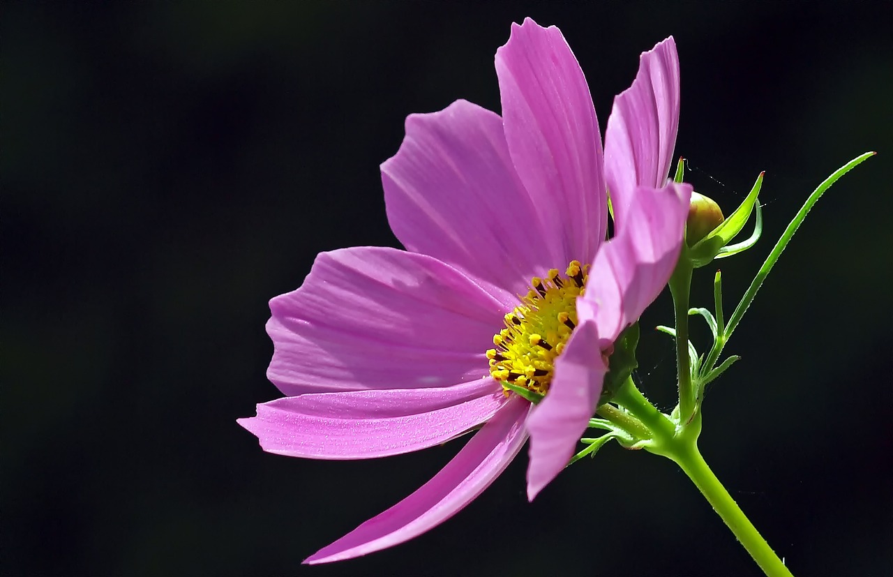 a close up of a pink flower on a stem, by Tom Carapic, flickr, miniature cosmos, lilac sunrays, on black background, profile close-up view