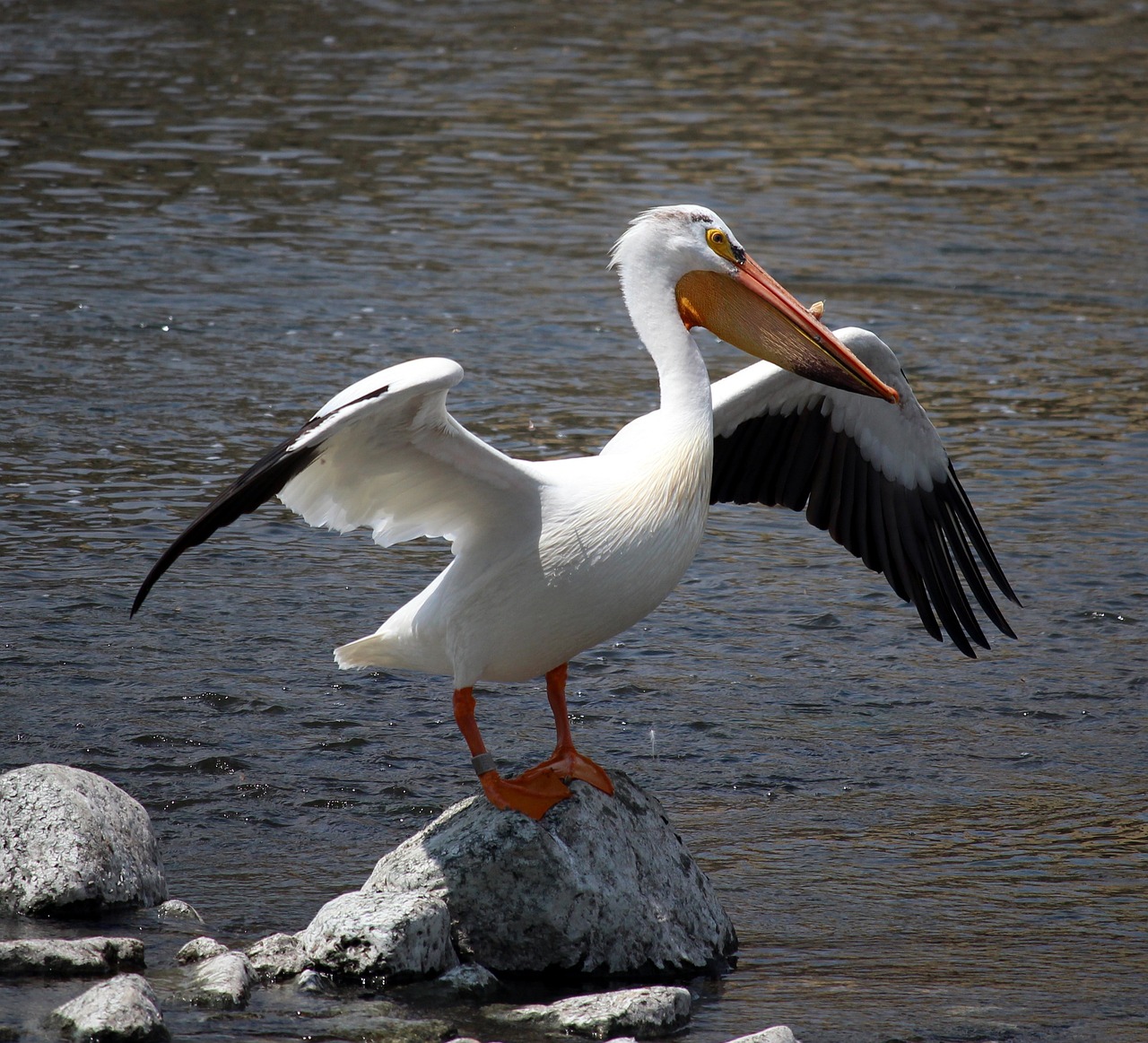 a pelican standing on a rock in the water, arabesque, idaho, arms extended, on a riverbank, with large wings