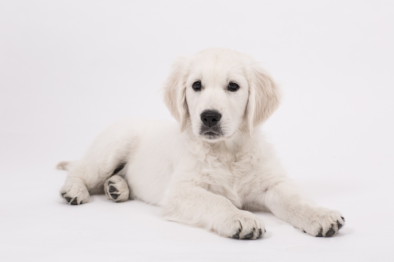 a white dog laying down on a white surface, shutterstock contest winner, golden, realistic footage, puppy, plain background