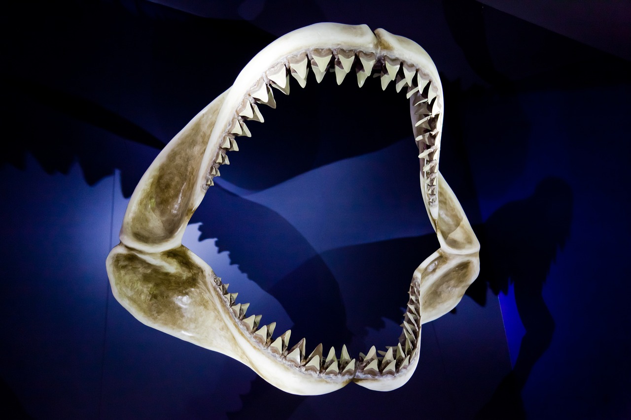 a close up of a shark's mouth with it's teeth open, by Bob Ringwood, shutterstock, surrealism, on display in a fossil museum, 35 mm product photo”, martin sharp, epic scale fisheye view
