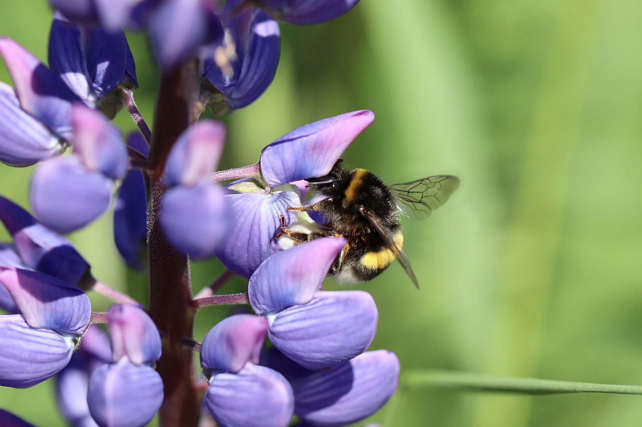 a bee sitting on top of a purple flower, by David Simpson, shutterstock, grape hyacinth, bumblebee, high quality photos, chris cunninham