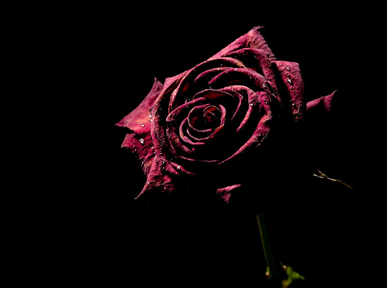 a close up of a rose on a black background, by Robert Brackman, romanticism, purple and red colors, very sad emotion, looking from side, dark wallpaper