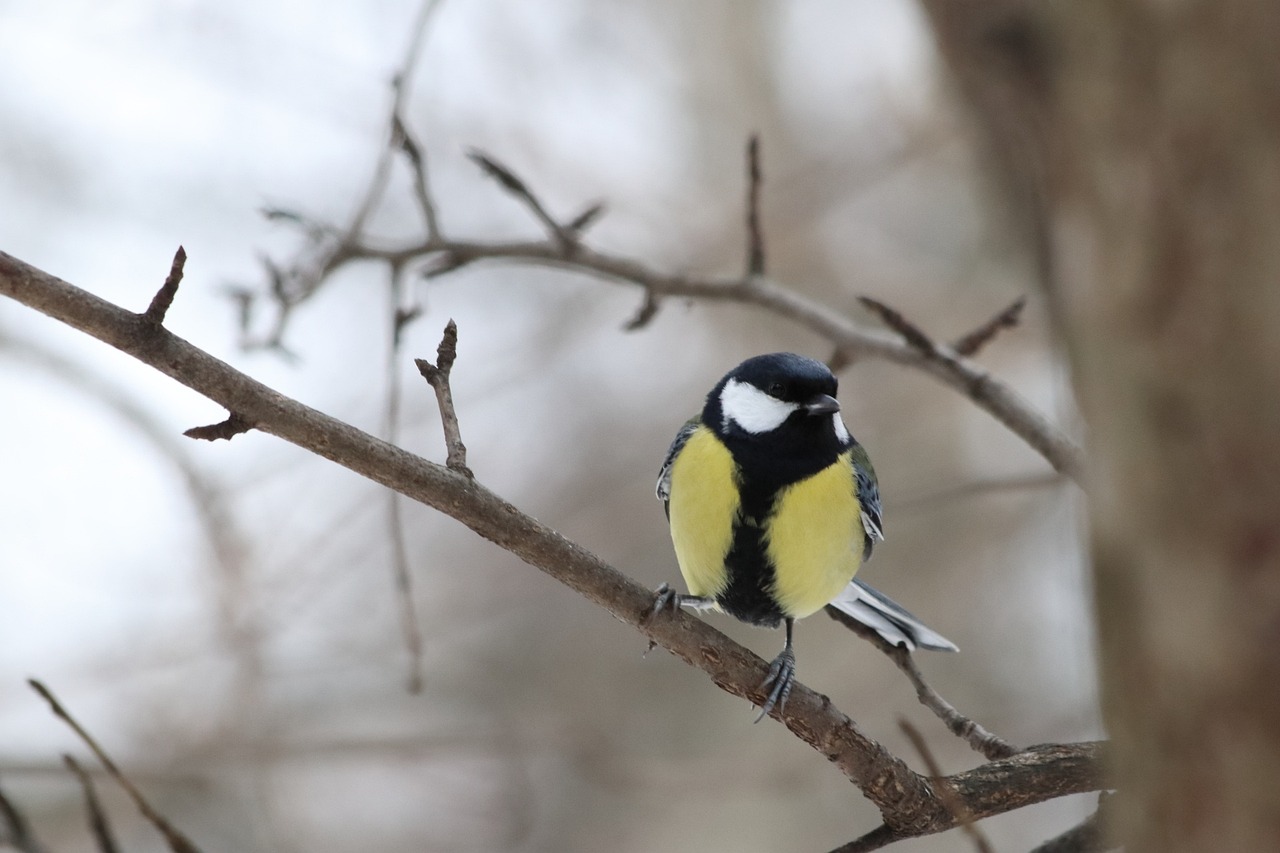 a small bird sitting on top of a tree branch, by Dietmar Damerau, flickr, bauhaus, beautiful black blue yellow, in a snowy forest setting, hasbulla magomedov, portrait of a big