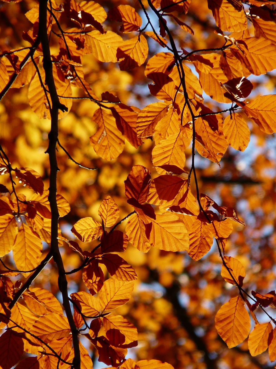 a close up of a bunch of leaves on a tree, by Dietmar Damerau, pexels, light orange values, full of colour 8-w 1024, elm tree, a flaming forest of trees