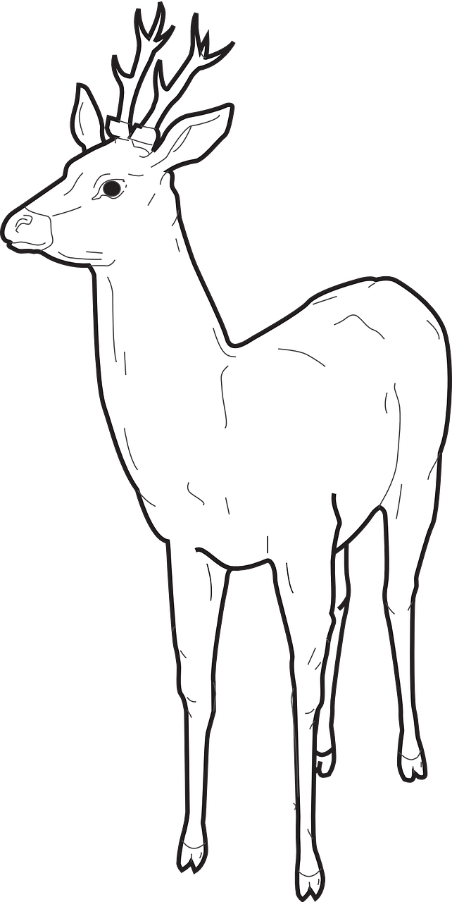 a black and white drawing of a deer, lineart, by David Budd, mingei, alpaca, standing with a black background, isolated white background, peruvian looking