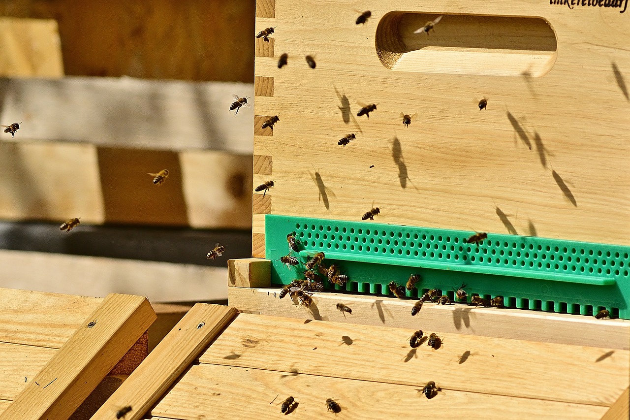 a beehive with lots of bees flying around it, by Erwin Bowien, on a wooden tray, photo taken with provia, emerald, rack