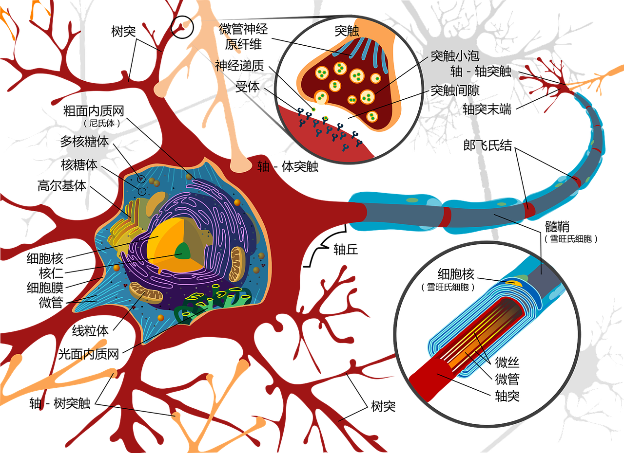 a diagram of the structure of a cell, an illustration of, pixiv, conceptual art, nervous system, shenzhen, package cover, blood