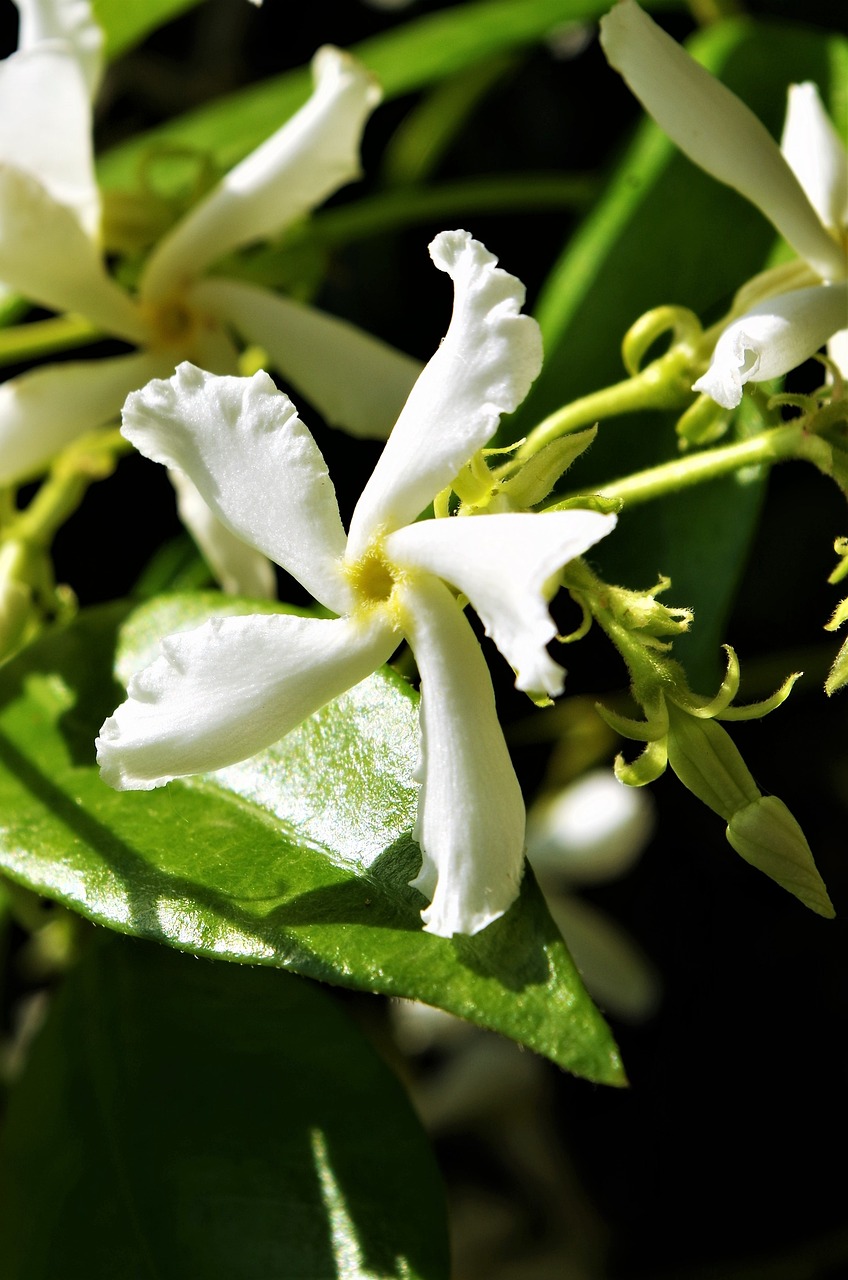 a close up of a white flower on a plant, by Robert Griffier, hurufiyya, jasmine, beautiful tropical flowers, very detailed picture, cambodia