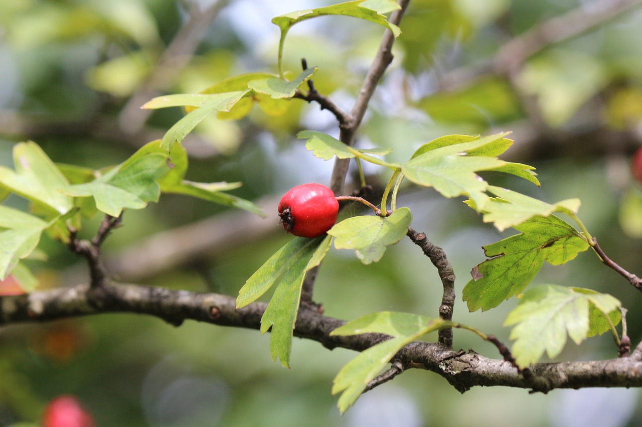 a close up of a red berry on a tree branch, hurufiyya, some oak acorns, maintenance photo, high res photo