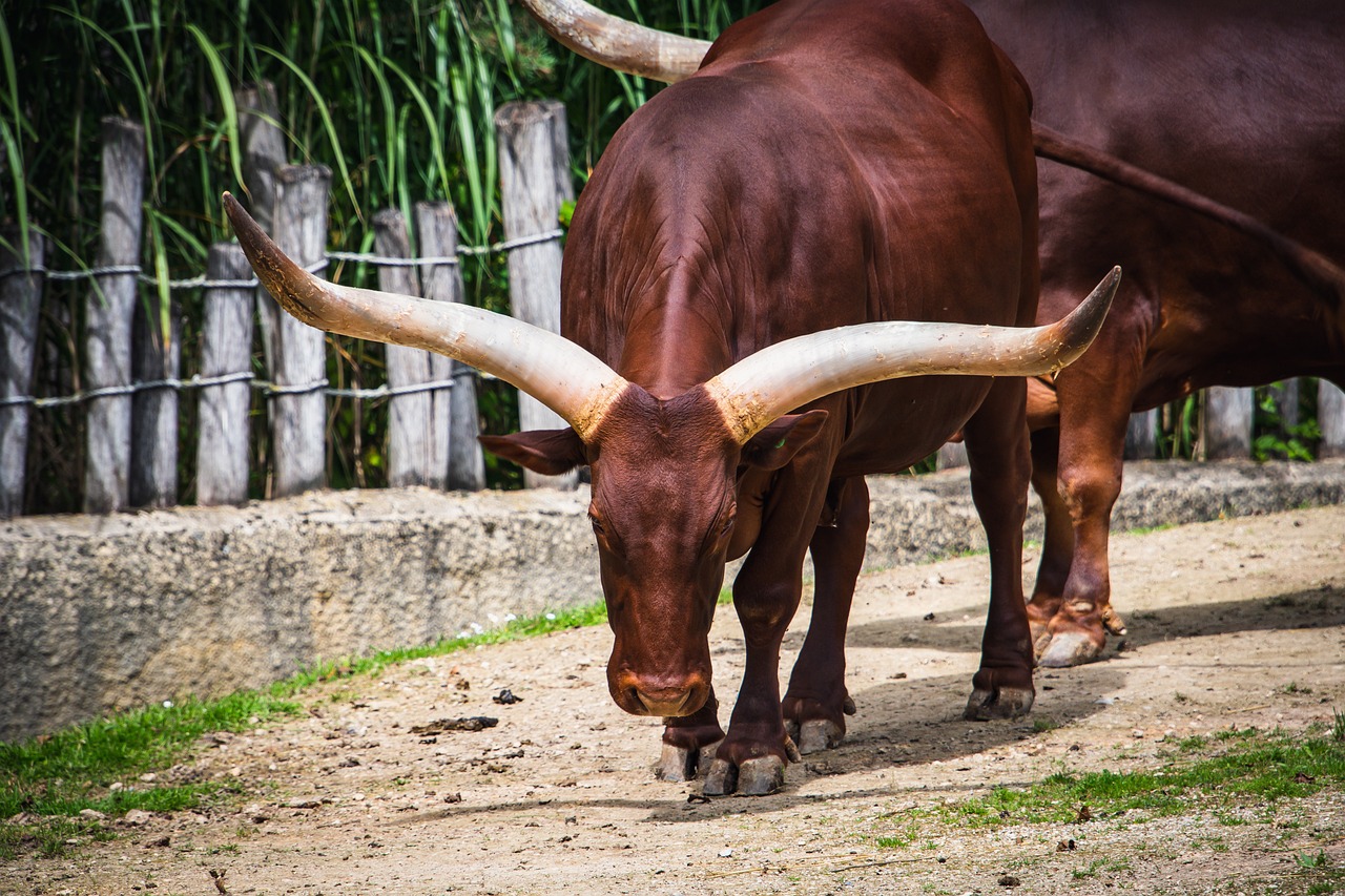 a couple of cows that are standing in the dirt, a stock photo, inspired by Giuseppe Bernardino Bison, shutterstock, sharp long horns, taken in zoo, very sharp photo, reddish