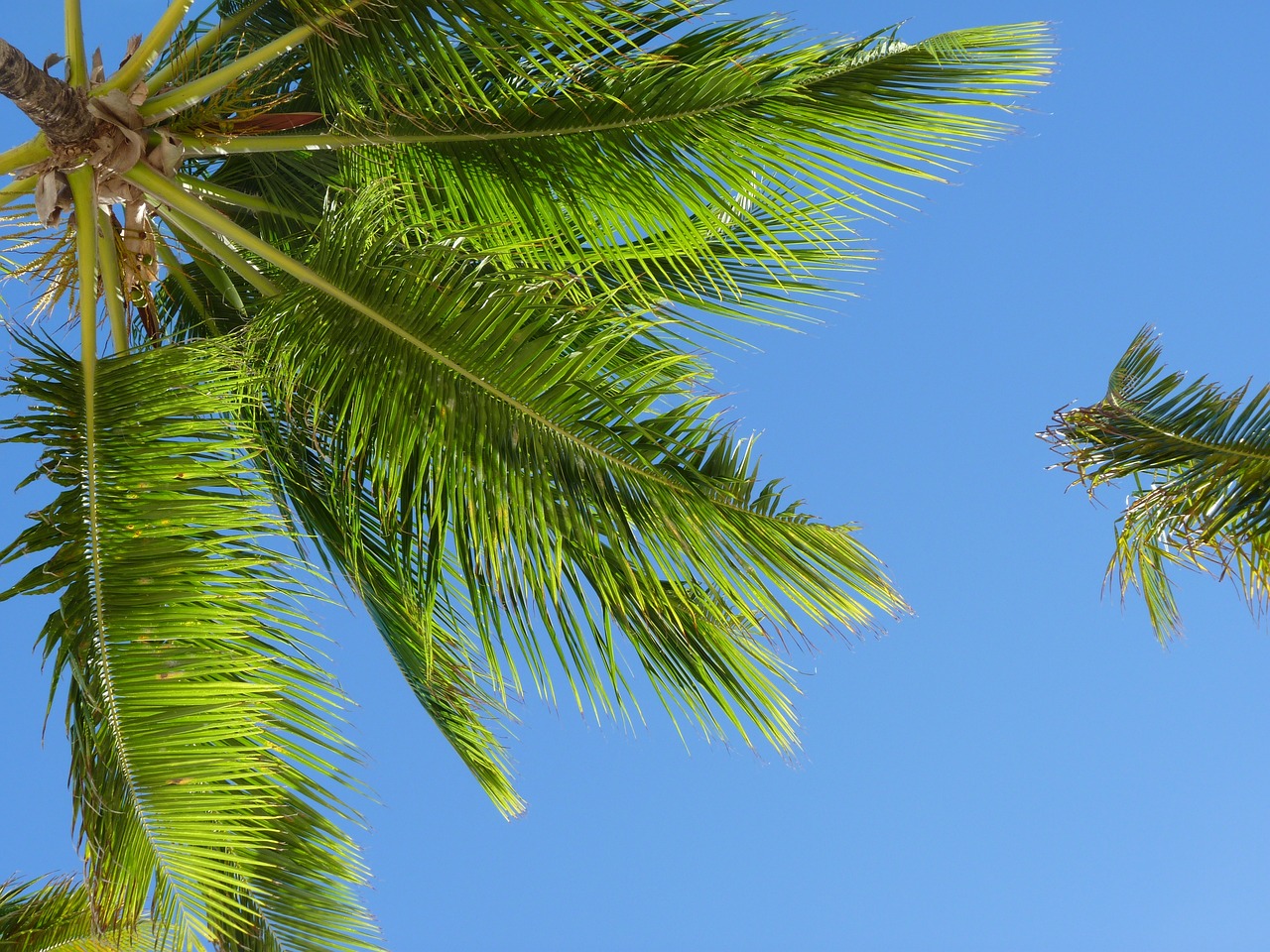 a couple of palm trees that are next to each other, closeup - view, azure blue sky, as seen from the canopy, palm leaves on the beach