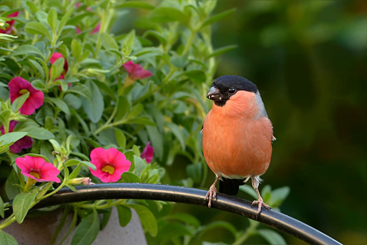 a small bird sitting on top of a metal pole, by Robert Brackman, flickr, sitting in the garden, in shades of peach, goatee, colorful birds